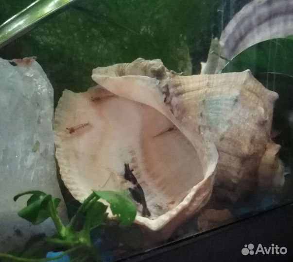 Креветка chery, сомики Анцитруса. Временно нет