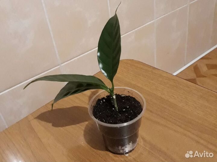 Табернемонтана