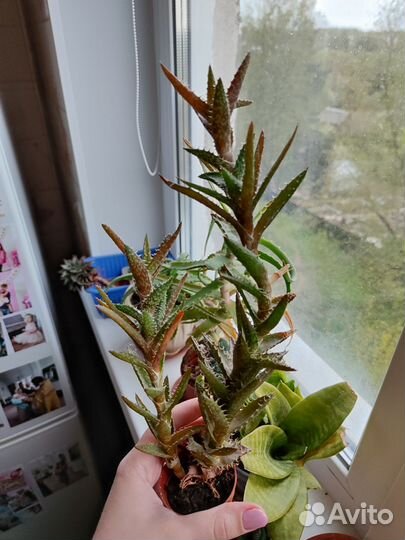 Комнатные цветы, суккуленты в добрые руки