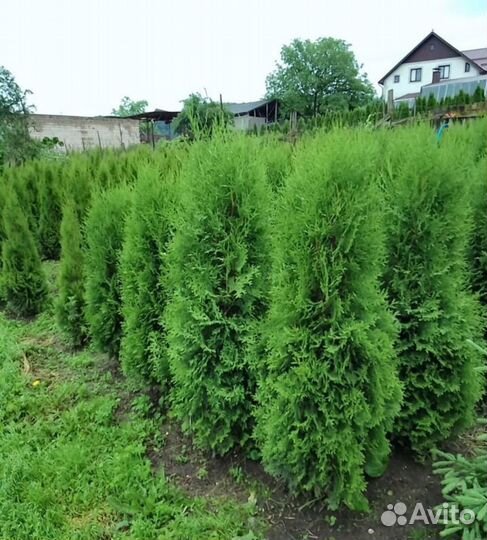 Растение, туи