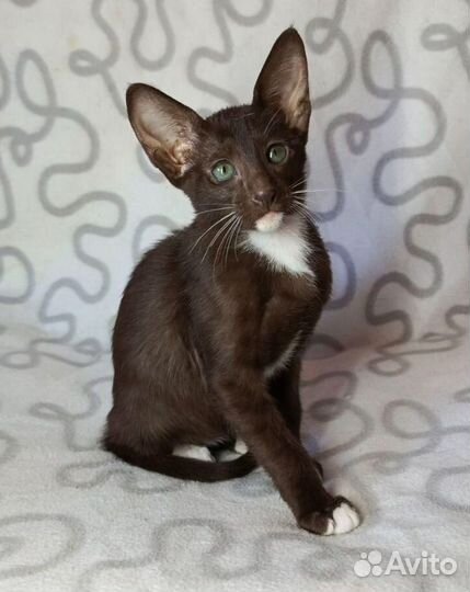 Ориентальные котята