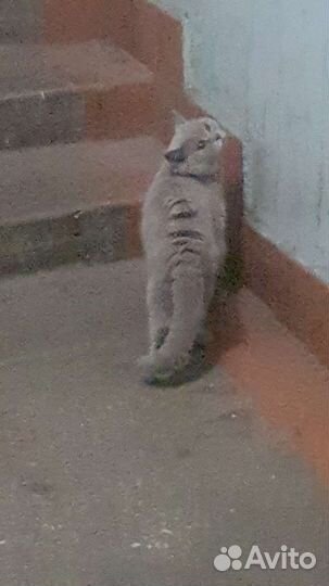 Британская кошка домашняя на улице ищет дом