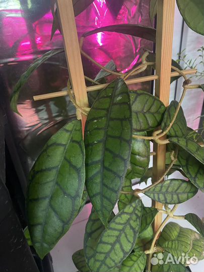 Хойи укорененные и на срез