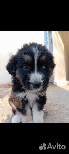 Собака в добрые руки маленькая порода