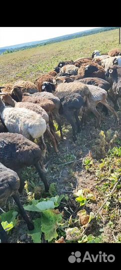 Продам баранов курдючных