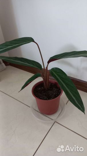 Строманта Марун