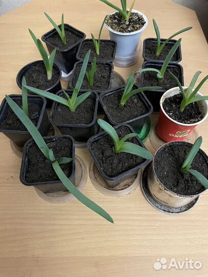 Алоэ лекарственное