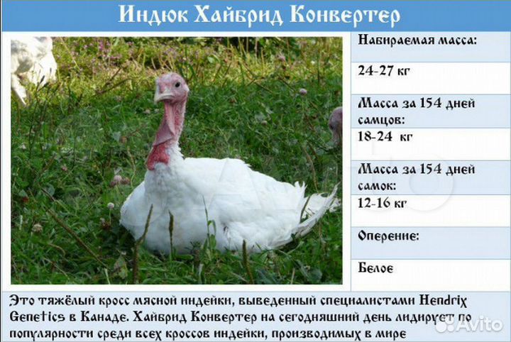 Индюшата, бройлеры
