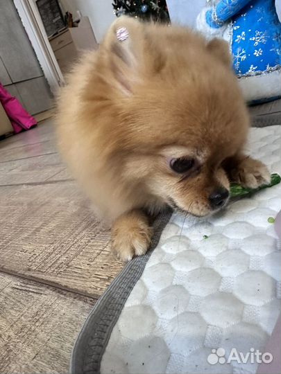 Померанский шпиц