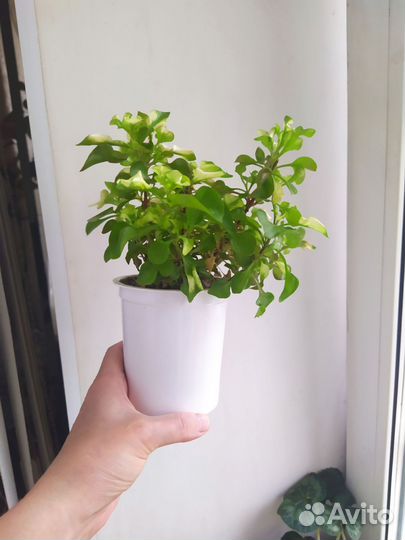 Комнатные растения Альтернатера