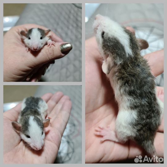 Крыски дамбо хаски