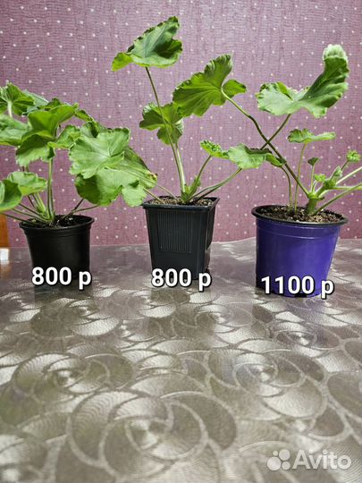 Пеларгонии герань сортовые