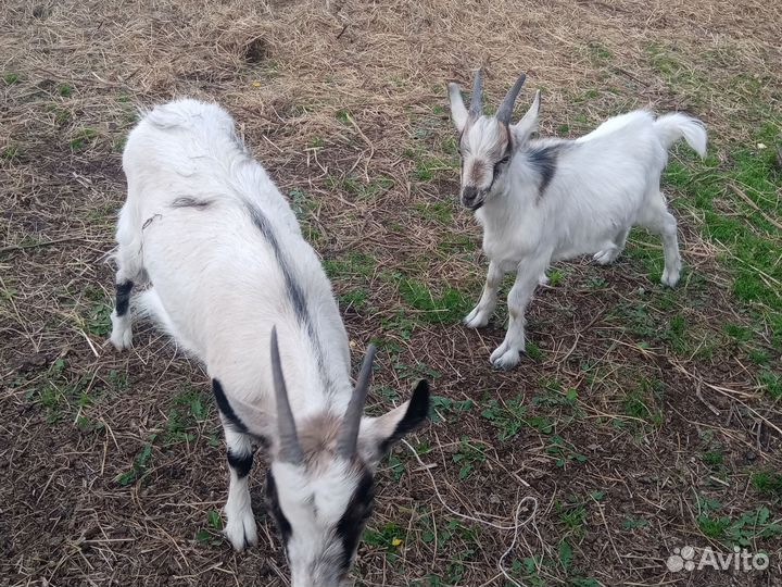 Коза и козлик