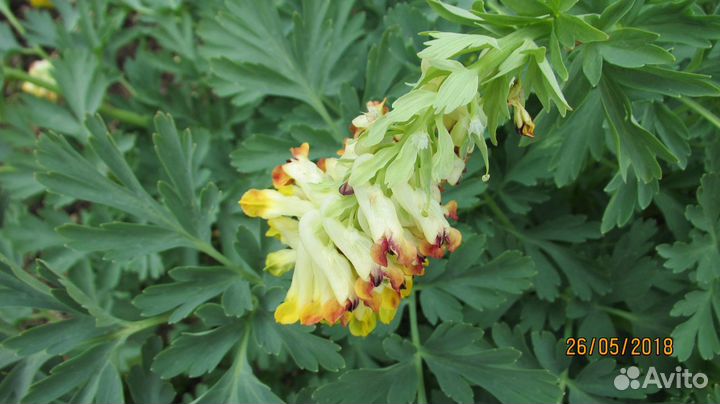 Хохлатка благородная