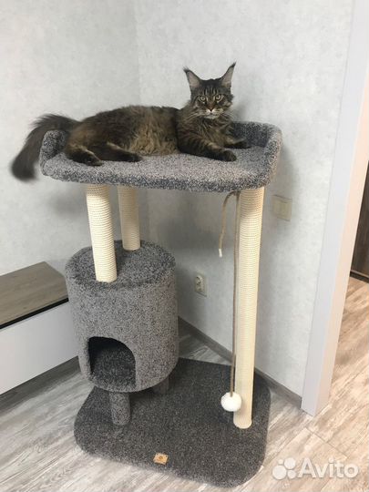 Когтеточка с домиком для мейн-куна «Падишах»