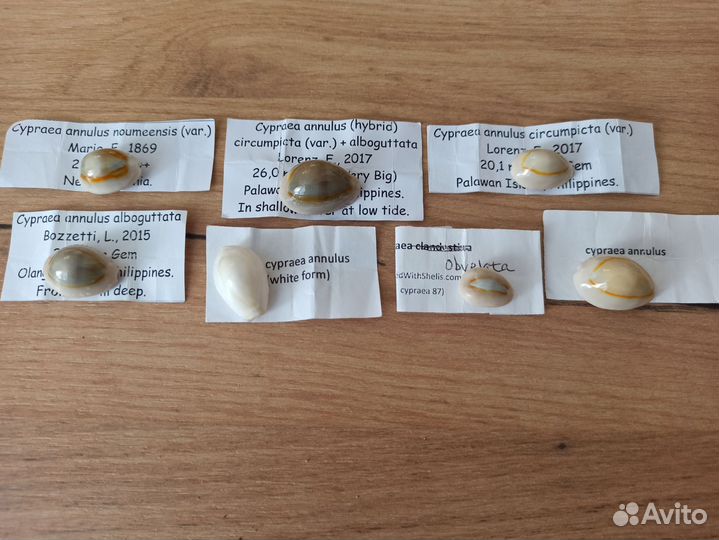 Морские раковины