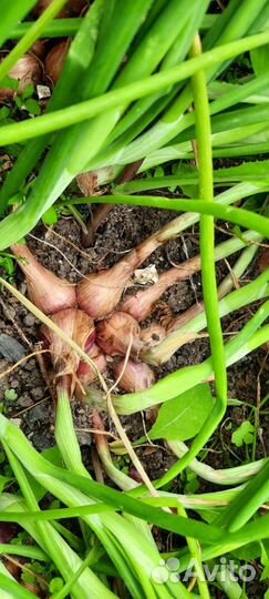 Лук семейный