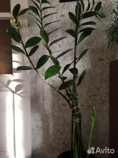 Замеокулькас