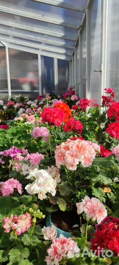 Герань пеларгония