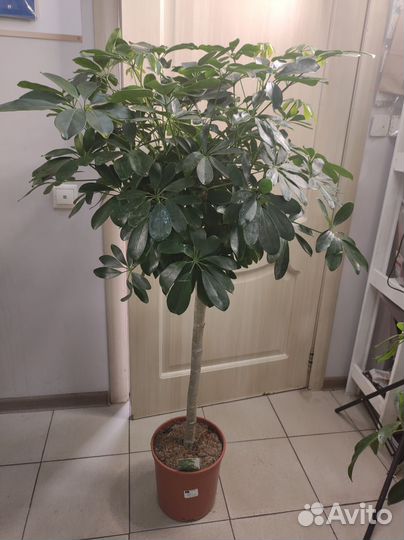 Шефлера штамб дерево 120-130 см