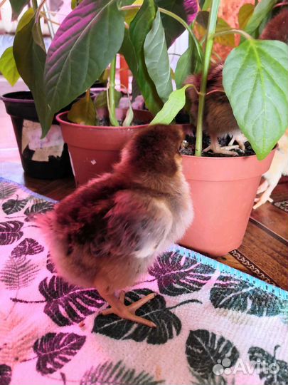 Инкубационное яйцо Кучинской Юбилейной