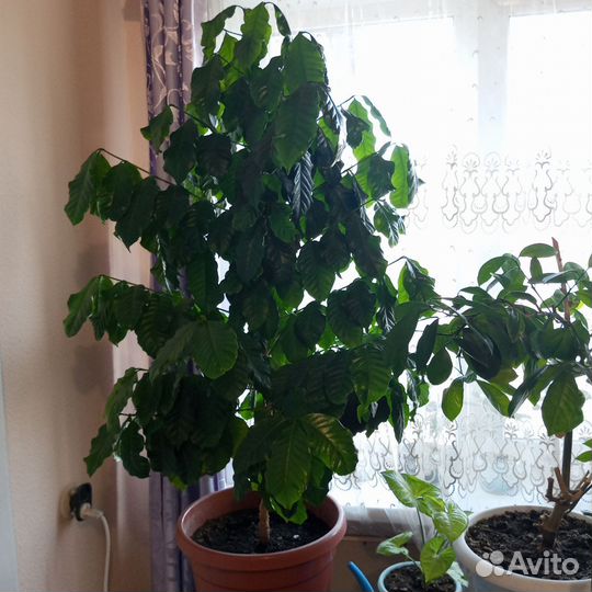 Кофейное дерево арабика