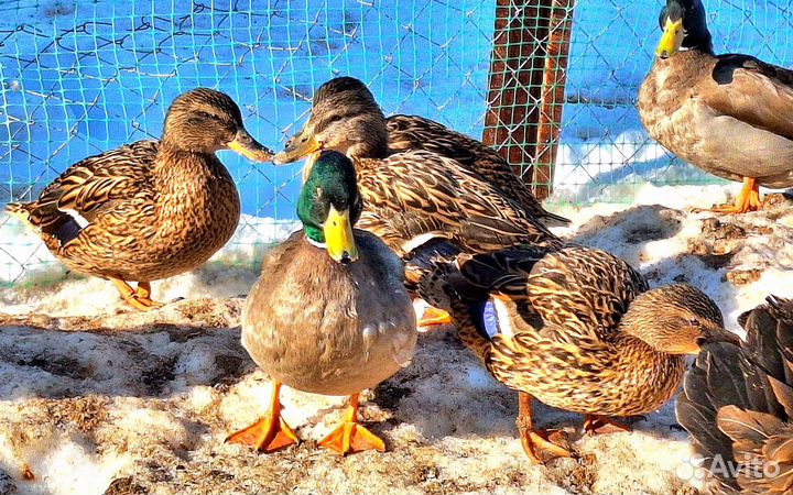 Домашние дикие утки