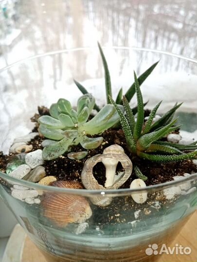 Флорариумы сухие аквариумы