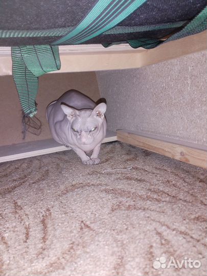 Кошка сфинкс бесплатно