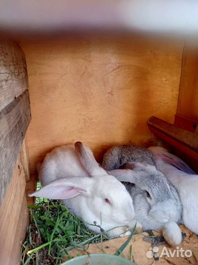 Кролики мясных пород