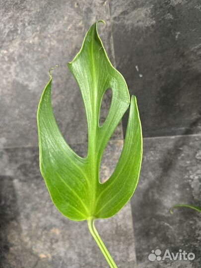 Монстера burle marx flame