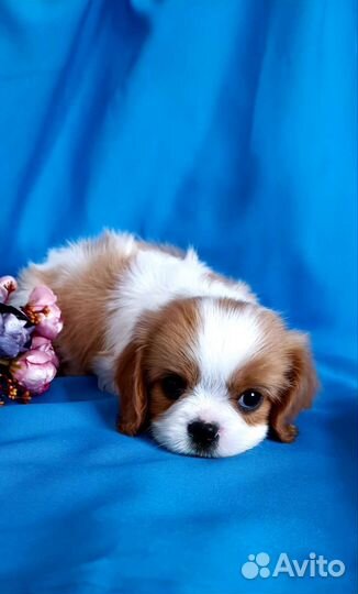 Кавалер Кинг Чарльз спаниель девочка