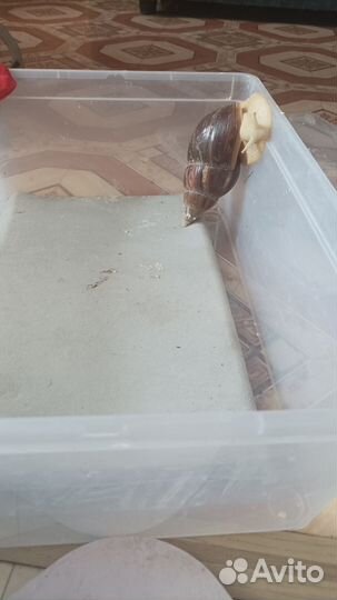 Улитки ахатины