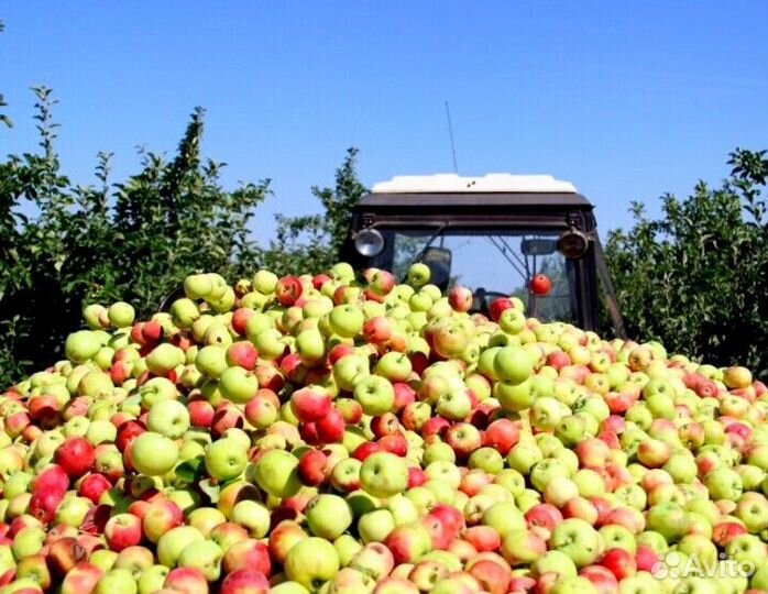 Вахта Сборщик яблок
