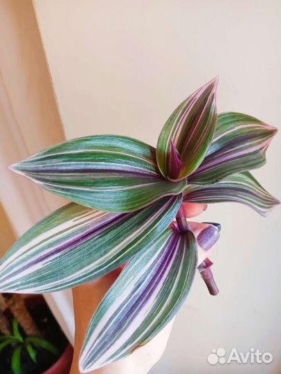 Традесканция Blossfeldiana pink furry