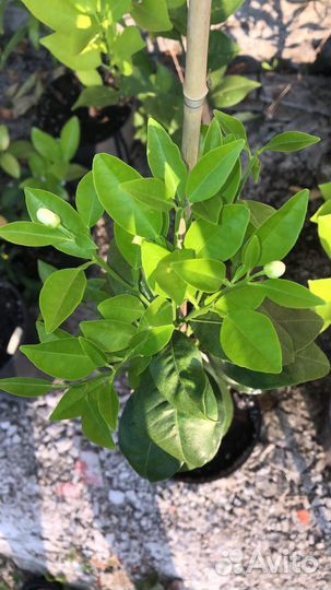 Апельсин Chocolate Navel