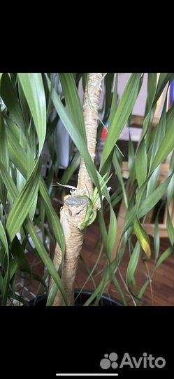 Нолина гиганская пальма