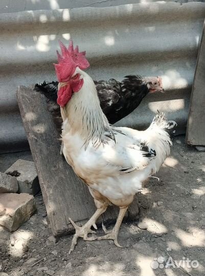 Петухи домашние