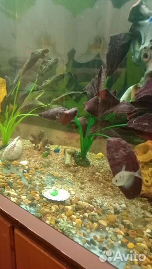 Аквариум