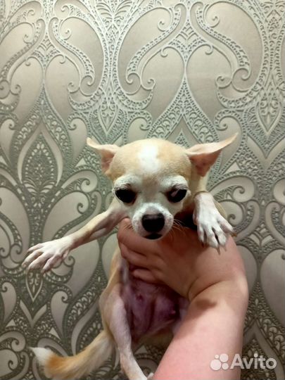 Чихуахуа девочка