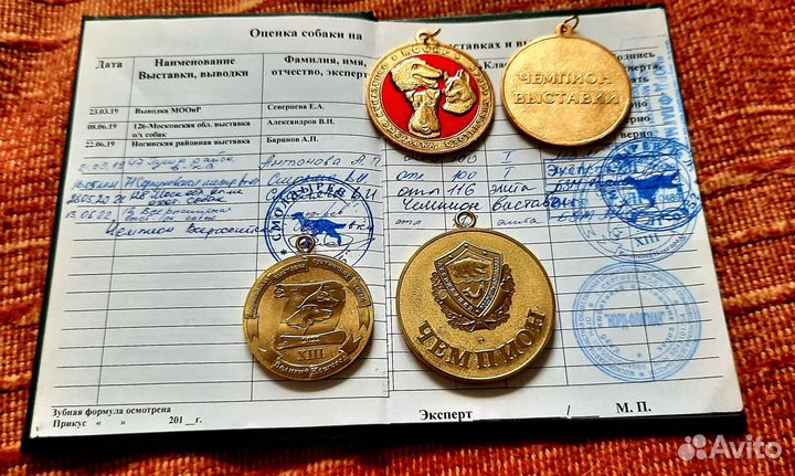 Кобель Бретонский эпаньоль вязка