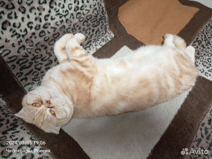 Шерсть кота