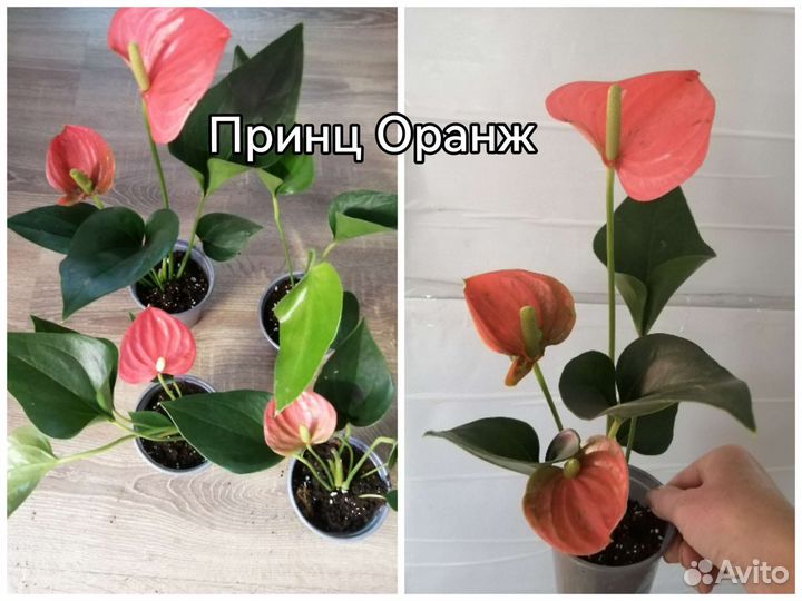 Гибискусы.Антуриум,хлорофитумОранж,бони