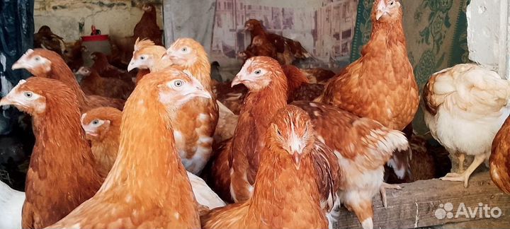 Куры молодки