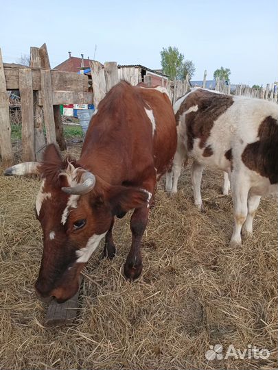 Корова высокоудойная