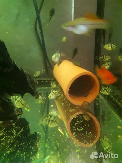 Сапфировые попугаи, анцитрус,меченосец