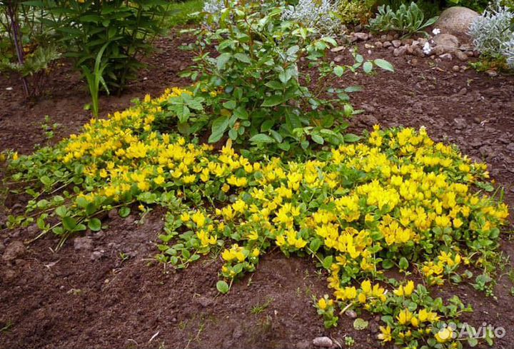 Фиалка садовая белая. Вербейники. Многолетники