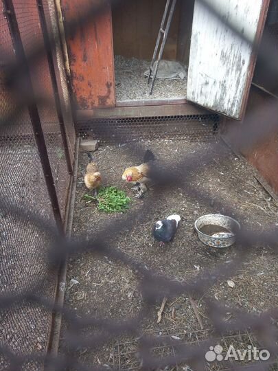 Куры бентамки