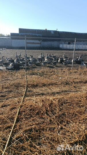 Крупные серые гуси