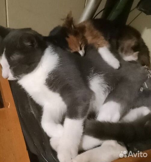 Котёнок